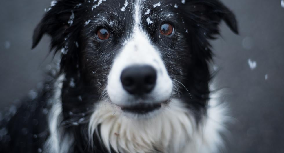 ¿Cómo proteger a las mascotas del frío y la nieve de la tormenta invernal?