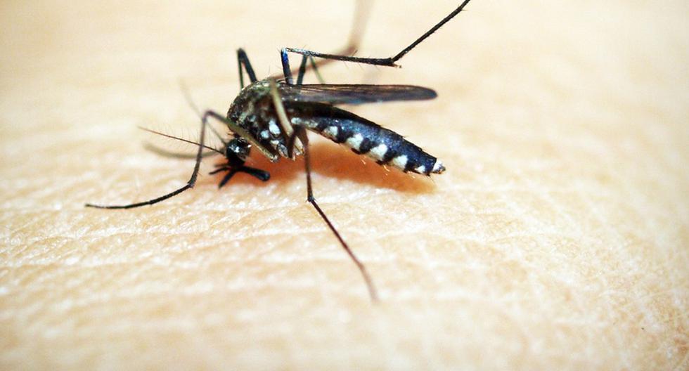 Recomendaciones que debes seguir para protegerte del dengue
