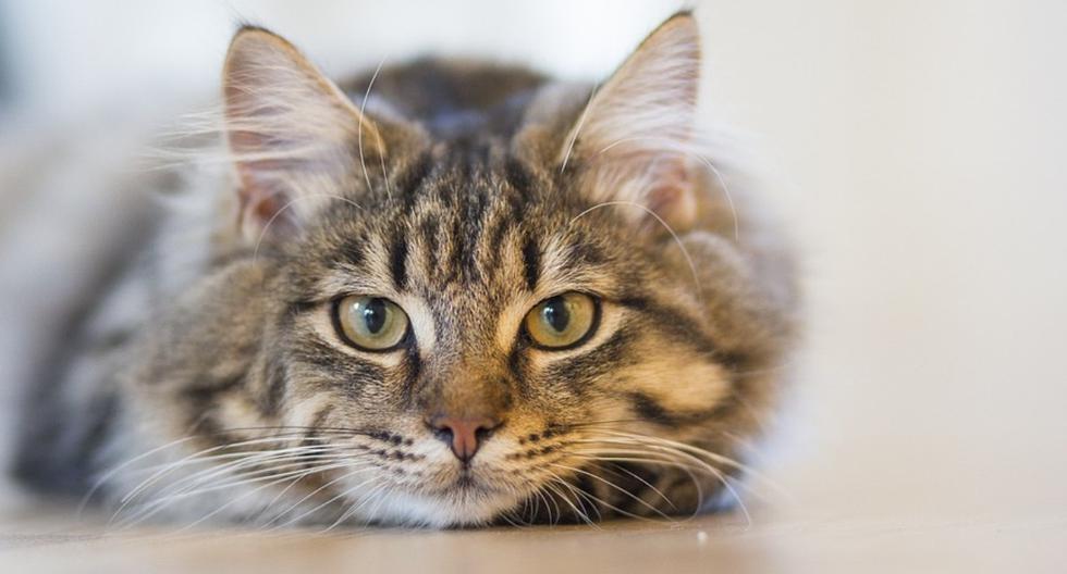 ¿”¿Alguien perdió un gato?”: minino se pierde en pleno vuelo y el registro del hecho se hace viral