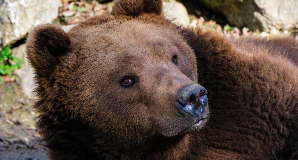 Captan el momento exacto en que un oso despierta de su hibernación y se hace viral