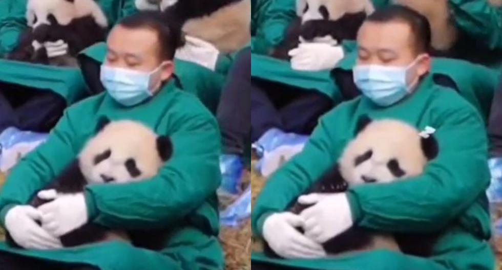 Cuidador brinda amor y tiernos tratos a oso panda conmoviendo a todo Internet