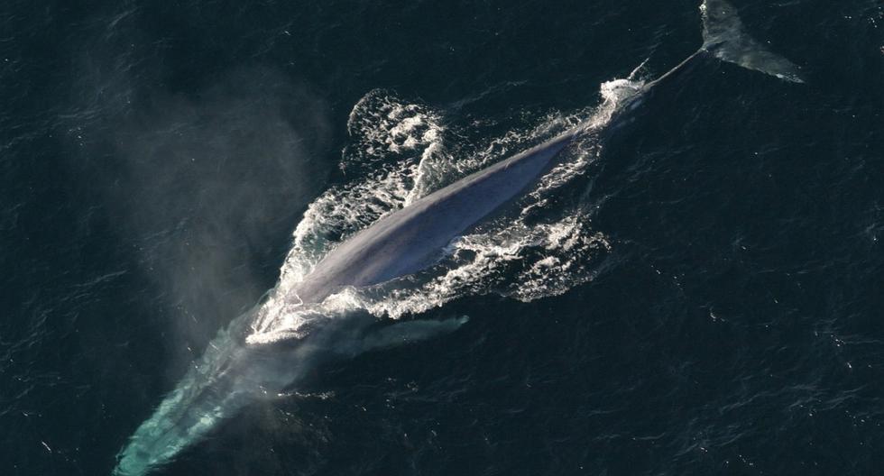 El aterrador momento en que una ballena engulle a dos personas en el mar de California
