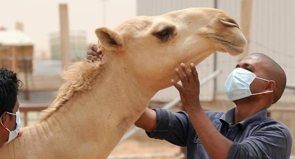‘Gripe del Camello’: qué es síntomas y quiénes son los afectados en el Mundial