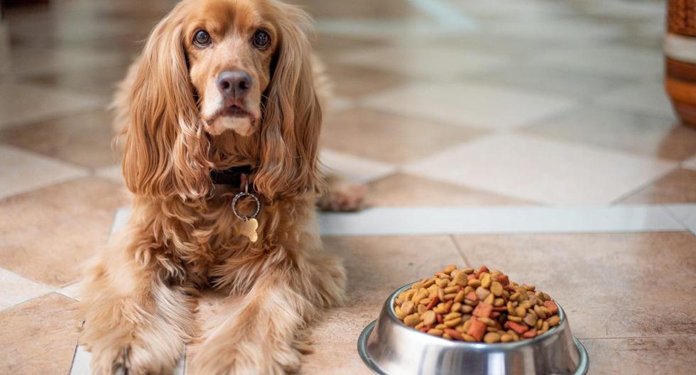 What tricks to apply to make my dog's food dish clean and shiny.
