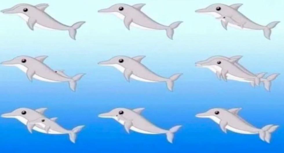Si tienes una vista privilegiada contarás a todos los delfines que hay en este reto viral