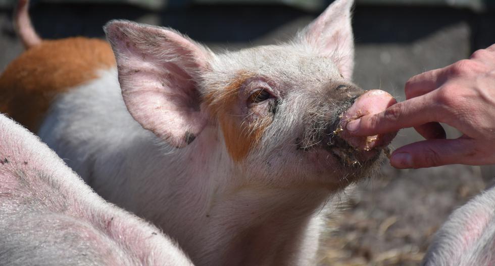 The strange birth of a piglet with two snouts leaves a farmer shocked.