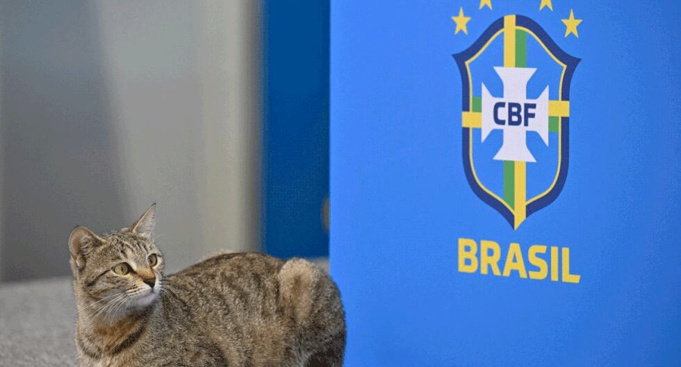 ¿La maldición del gato? Demandan a Brasil por maltrato animal en el Mundial y piden multa