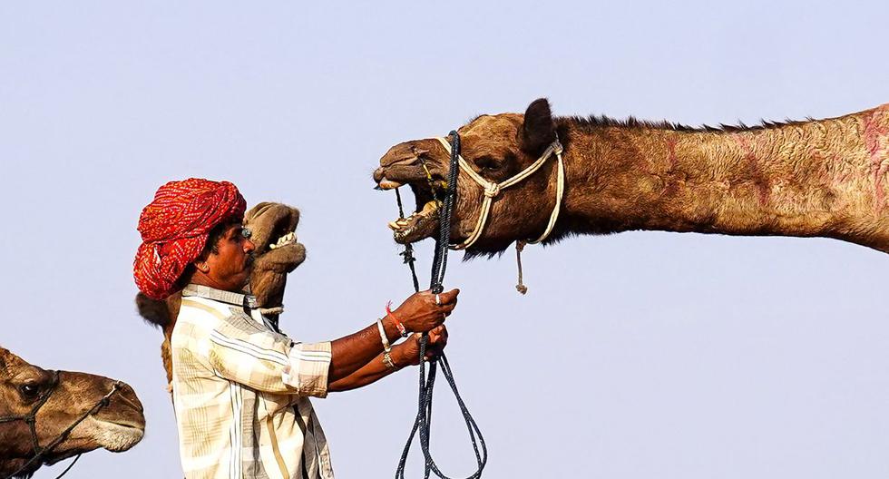 Lo que debes saber sobre el virus del camello, la peligrosa enfermedad que podría propagarse en el Mundial de Qatar