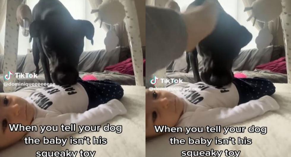 Su perro confunde a su bebé con un “juguete” y el can se vuelve viral