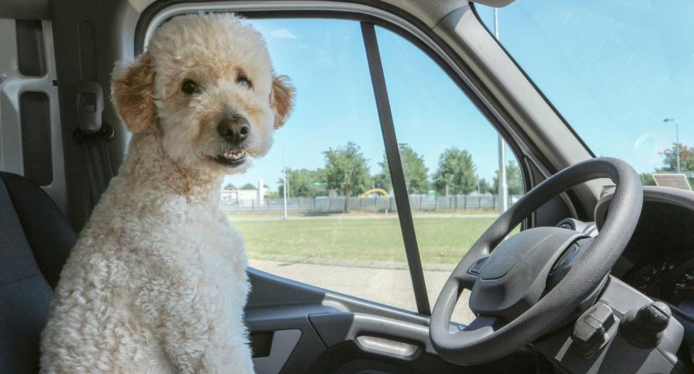 En EEUU, un conductor ebrio cambió de asiento con su perro para liberarse de ser arrestado