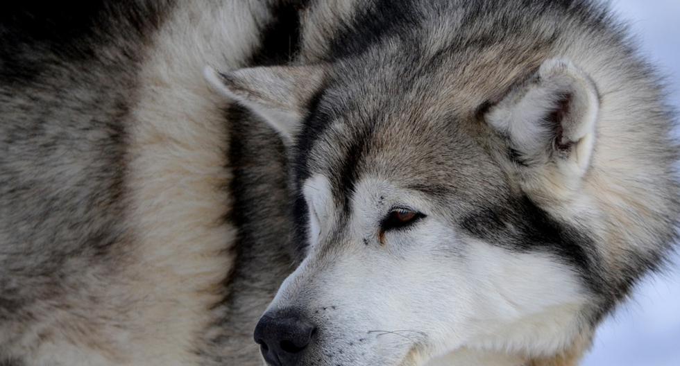 Tiene 430 días sin ser adoptado: el triste video de un perro husky y su deterioro en un refugio