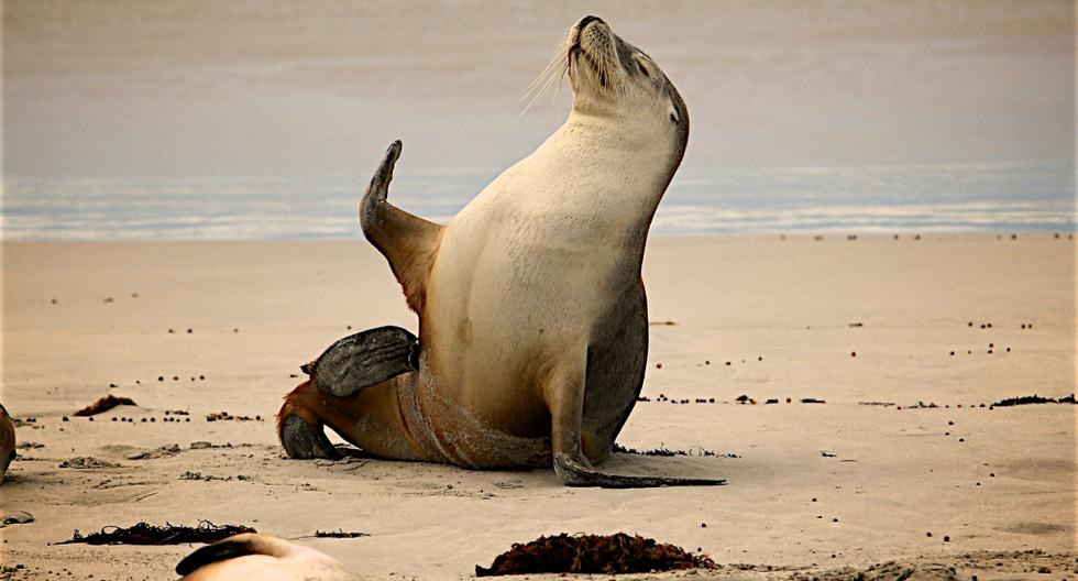 La reacción furiosa de leones marinos contra bañistas por quitarles espacio en su periodo de apareamiento