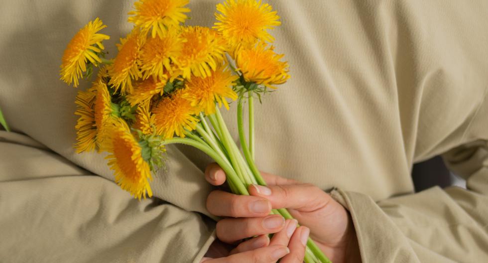 Frases de flores amarillas: mensajes para dedicar el 21 de septiembre