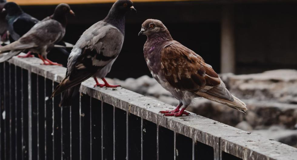 Lo que debes saber del síndrome de las “palomas zombis”