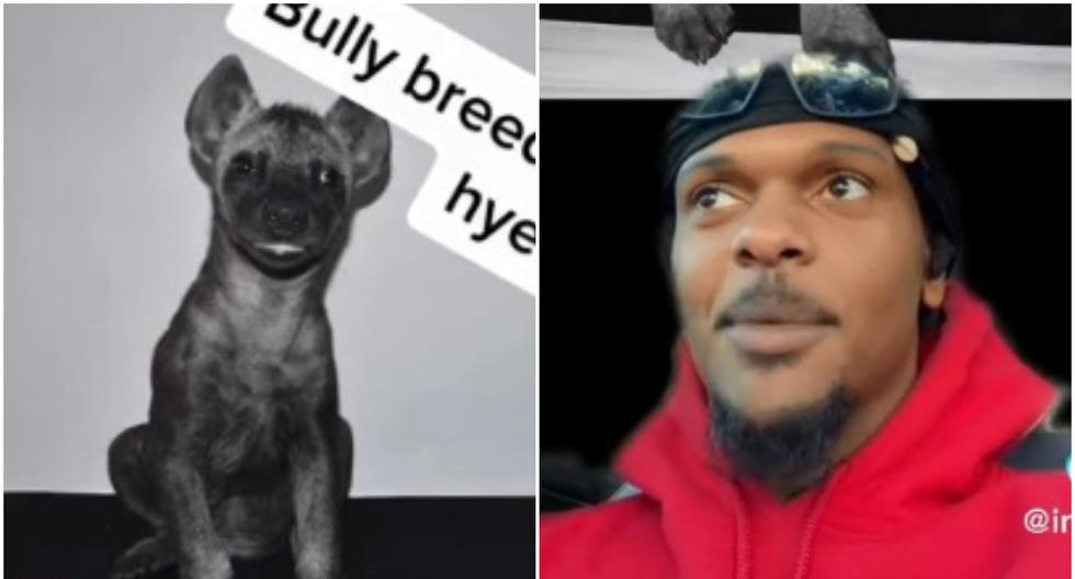 El relato viral de un hombre que adoptó a un “perro” que resultó ser una hiena
