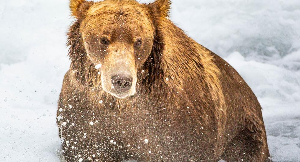 Quedó aterrorizada al notar que un enorme oso grizzli la miraba de cerca en el bosque