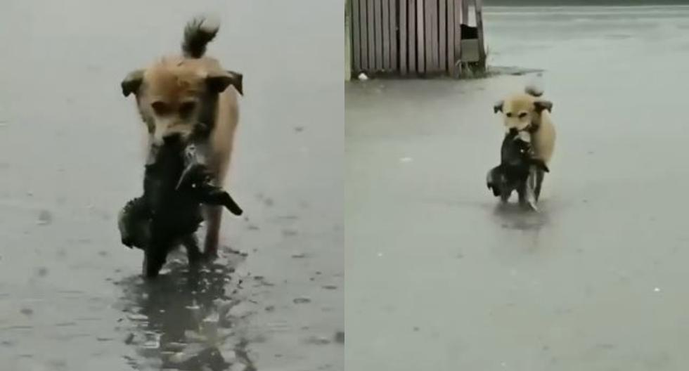 Cachorro es salvado de ahogarse por fuertes lluvias gracias a un perro