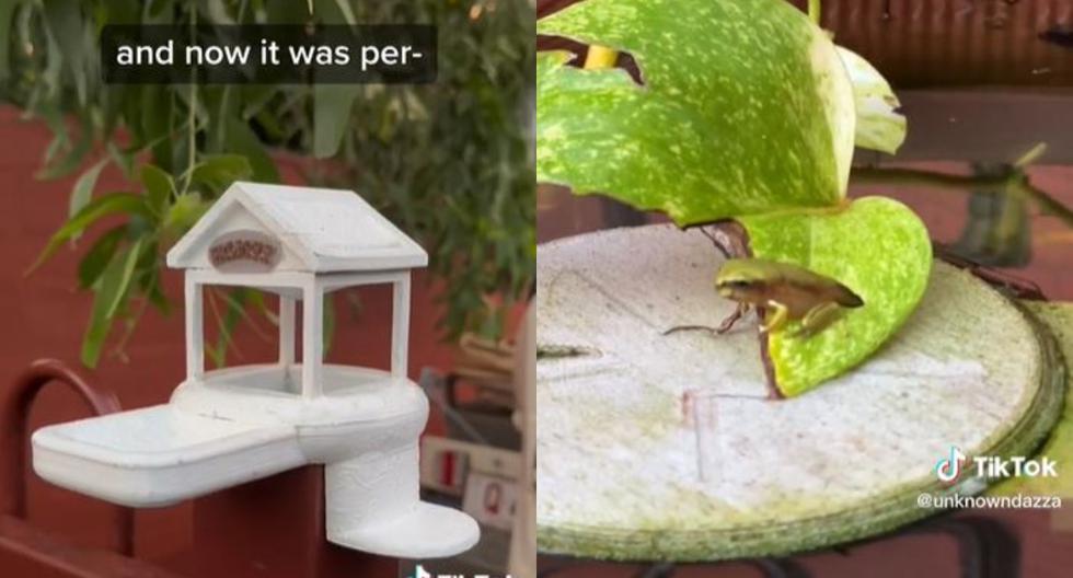 Para mantener a salvo a su rana le construye un palacio en 3D anti depredadores