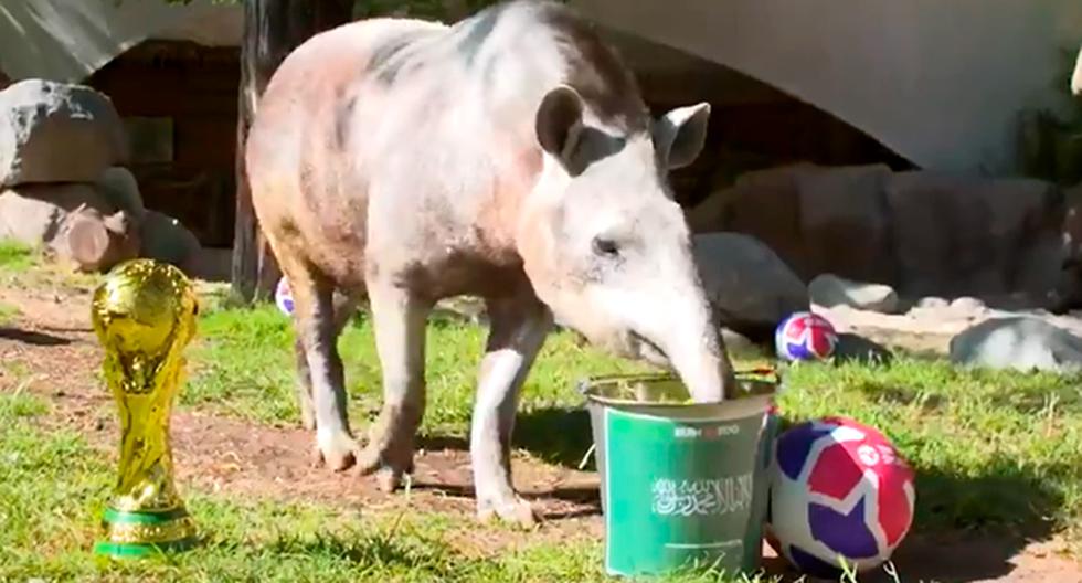 Manolo, el tapir que adivinó el resultado del Argentina vs. Arabia Saudita