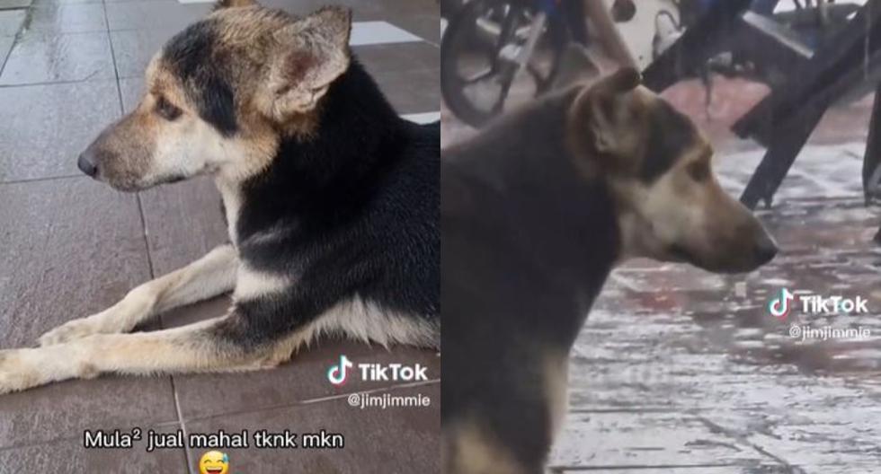 Perrito se reencuentra con su dueño tras video viral donde lo espera en una tienda todos los días