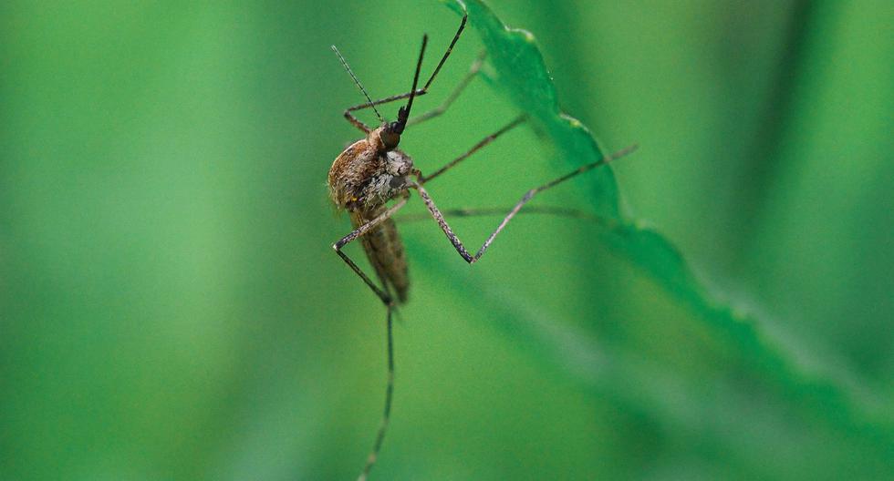 Los mejores repelentes caseros para eliminar moscas y mosquitos del hogar