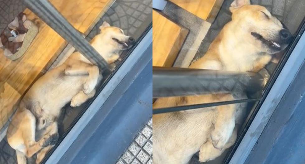 Perrito se gana el corazón de todos por echarse a dormir en una tienda para evitar el calor