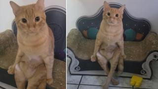 Gato de video viral que aparece “sentado como humano” causa furor en Internet