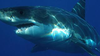 Científicos descubren extraña mordida en tiburón gigante atacado por algo más grande
