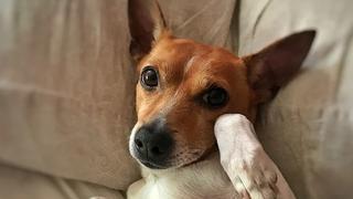 Perro es sensación en redes por su ingenioso método para tranquilizar a otro can que se movía bastante en una cama