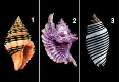 Sabrás cómo eres si es que seleccionas una concha marina