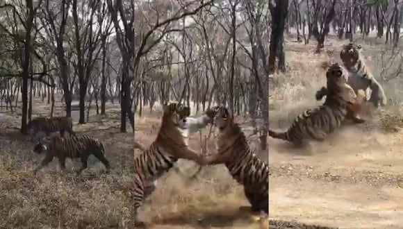 Un video viral muestra el feroz enfrentamiento entre dos tigres durante un safari. | Crédito: @ParveenKaswan / Twitter.
