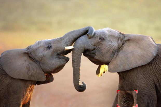 Solución: mira dónde se encontraba la piña entre los elefantes del reto viral en la siguiente imagen (Foto: Genial.Guru).