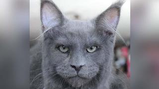 El gato con “rostro humano” que se volvió tendencia en las redes sociales