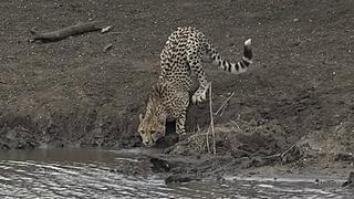 Un guepardo intentó saciar su sed, sin darse cuenta que un cocodrilo lo miraba atentamente 