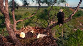 El espectacular ataque de una pareja de águilas a un mapache que invadió su nido