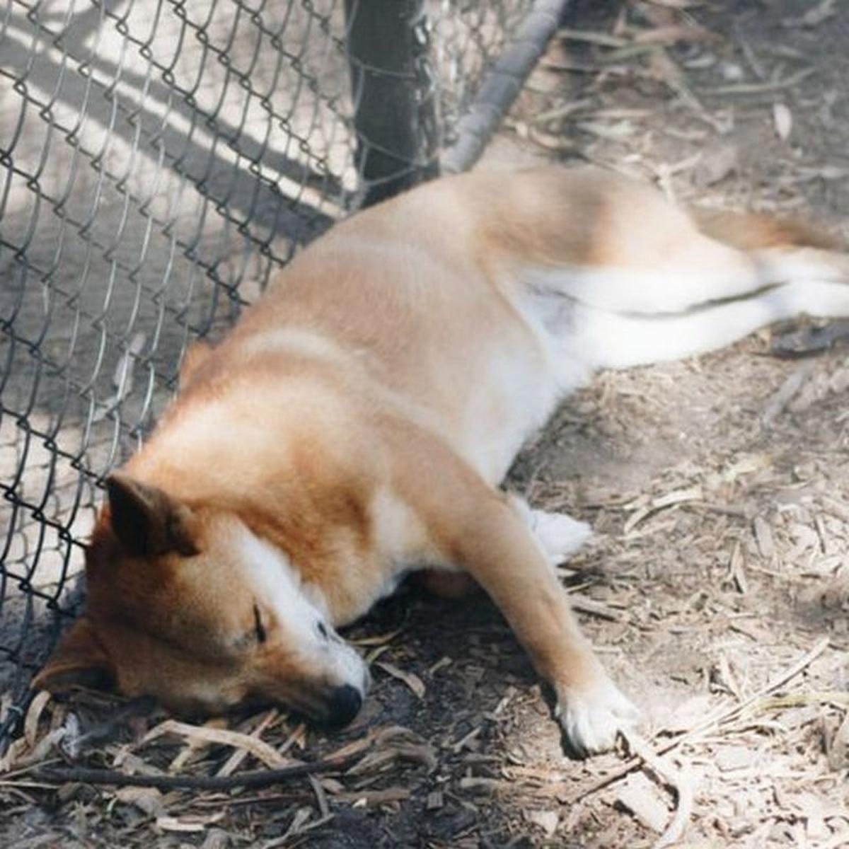 Viral Facebook Aguila Dejo Caer Un Perro Pero Este Resulto Ser Una Especie En Peligro De Extincion Fotos Australia Estados Unidos Usa Eeuu Fb