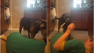 La inesperada y viral reacción de un perro al ver que su dueña se ‘ahogaba’