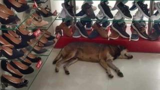 Gerente de zapatería se negó a echar a un perro que había entrado a su tienda a pesar de los reclamos de una mujer