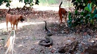 Sin temor: El video viral de dos perros enfrentándose a una serpiente en un bosque