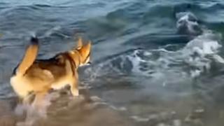 Es tendencia: perro y delfín juegan en una playa de Europa e imágenes dan la vuelta al mundo [VIDEO]