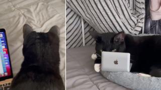 El peculiar truco que aplica una joven para que sus gatos se mantengan alejados de ella cuando usa su laptop