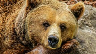 Se salva de puro milagro tras encontrarse con violento oso grizzli en el bosque