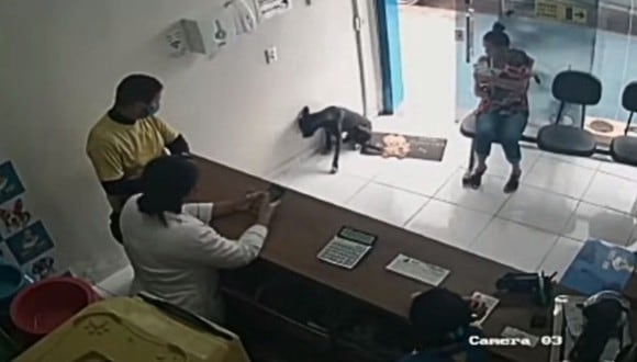 Un perro entró solo y herido a una clínica veterinaria de Brasil pidiendo ayuda. (Foto: Jornal tv / YouTube)