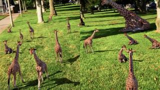 ¿Verdadero o falso? El video viral de las “jirafas bebé” que parece demasiado adorable para ser cierto