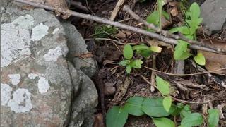 Localiza al lagarto que pasa desapercibido en el bosque en un solo intento