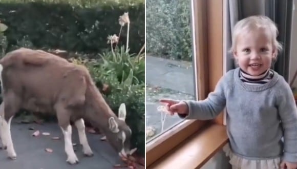 Sorpresa en Internet por la reacción que tuvo una niña al ver una cabra en el jardín de su casa. (Foto: @ivyandsophiesmith / TikTok)
