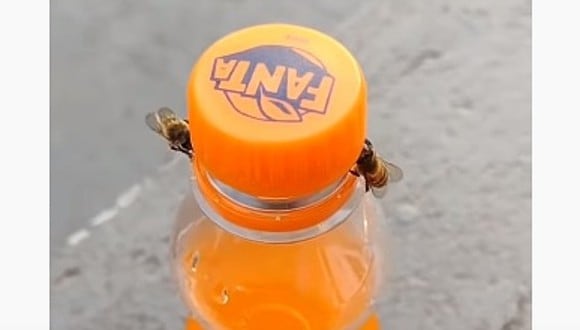 Dos abejas logran abrir una botella y consiguen grabar el momento. (Foto: ViralHog)