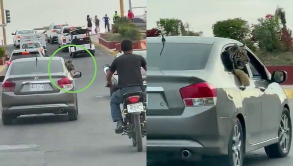 Un video viral muestra cómo un tigre de bengala paseaba tranquilamente a bordo de un auto en una zona turística de Sinaloa. | Crédito: @linea_directa / Twitter