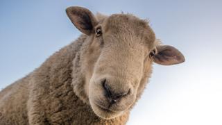 Joven inmortaliza el momento en que conoce a la oveja más tierna de Suiza