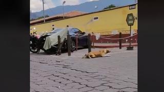 Denle un ‘Oscar’: perrito fingió estar discapacitado y ‘troleó’ a turistas en la calle [VIDEO]